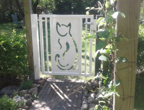 Witte kat